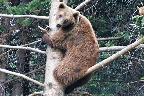 orso_abruzzo